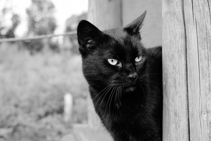 Terrassa, orașul care a interzis adopția pisicilor negre înainte de Halloween