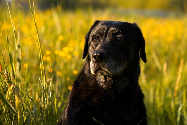 Reacția adorabilă a unui labrador când află că merge la „bunici”. Clipul a cucerit internetul