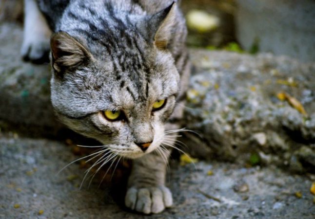 Cât de sălbatică este pisica ta? Cinci comportamente care trădează moștenirea ei genetică