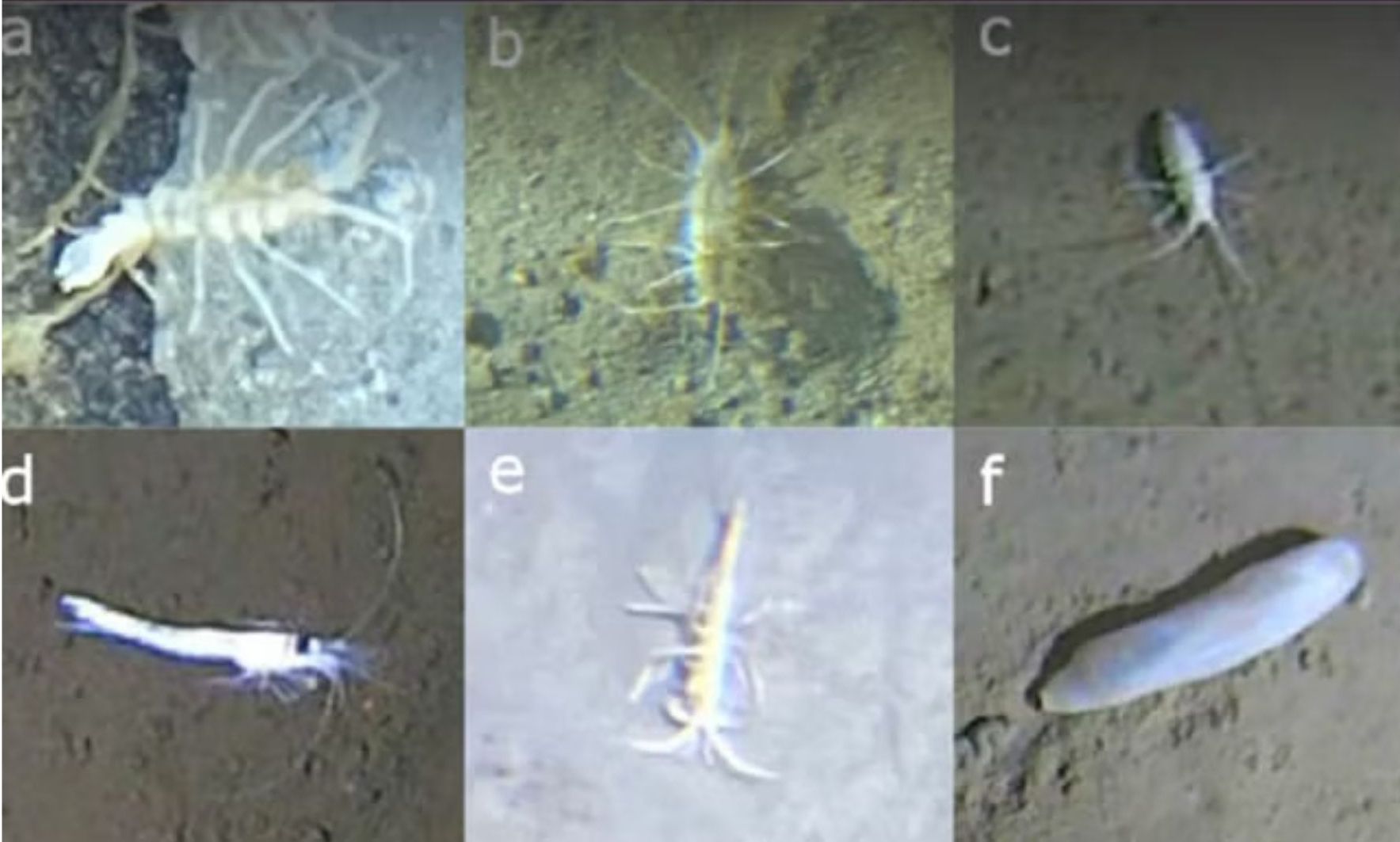 Vietățile marine din adâncurile „Inelului de Foc” al Japoniei — o zonă vulcanică activă — se adaptează rapid condițiilor extreme de presiune și adâncime. sursa foto Journal of Biogeography 