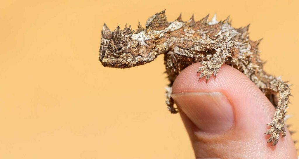 Thorny Devil. Photo Ben Pankhurst