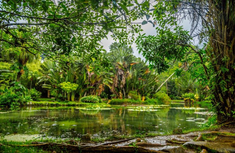 Specialiștii consideră că, în fața unui fenomen de asemenea amploare, intervențiile locale pot doar ameliora punctual situația, dar nu pot opri tendința generală. foto: pexels.com