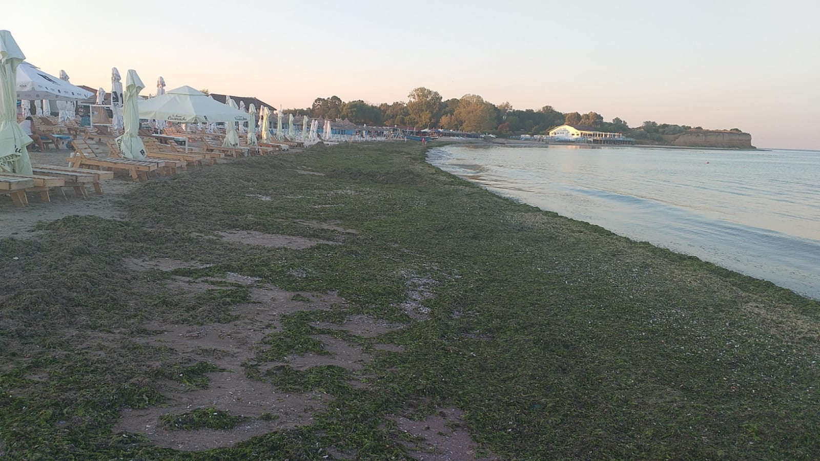 Algele marine pot fi valorificate sub formă de îngrășământ sau în industria farmaceutică. sursa foto Facebook