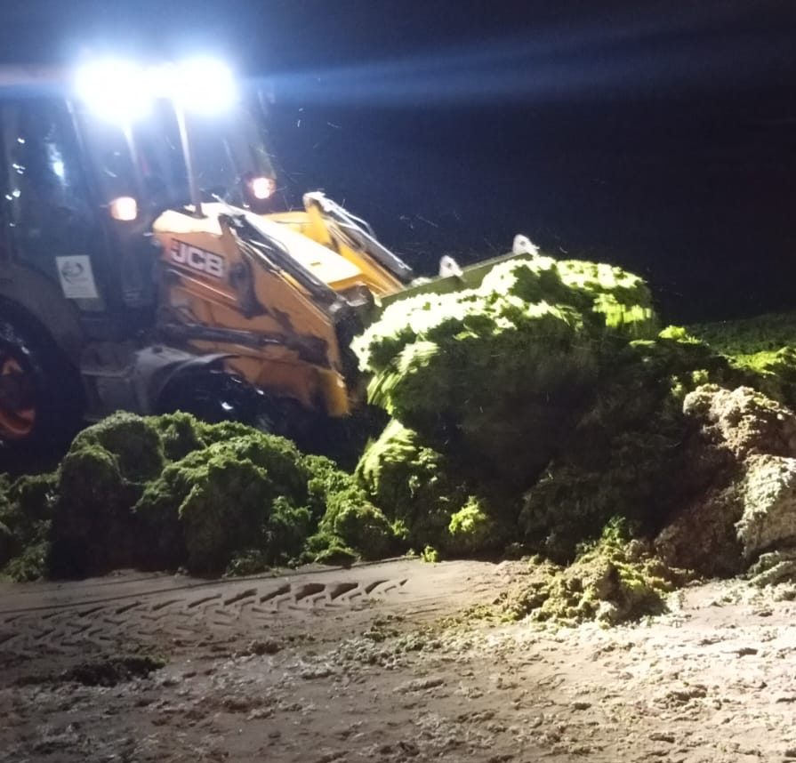 Studiile din trecut arată că algele uscate pot asigura substanțe nutritive precum azot, fosfor și iod. sursa foto Facebook