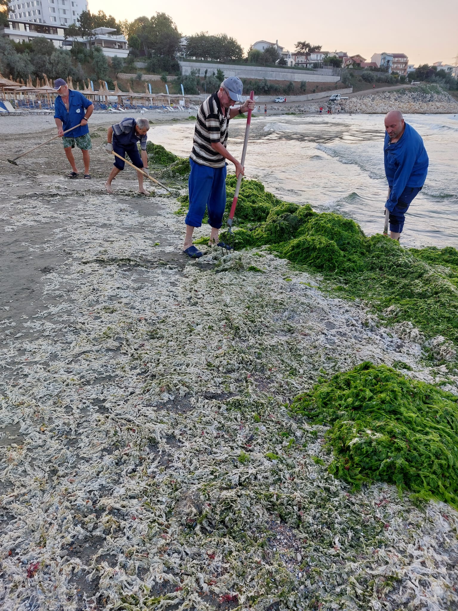 Administrația Bazinală de Apă Dobrogea-Litoral (ABADL) cheltuiește anual resurse semnificative pentru a curăța algele care se depun pe plajele Mării Negre. sursa foto Facebook