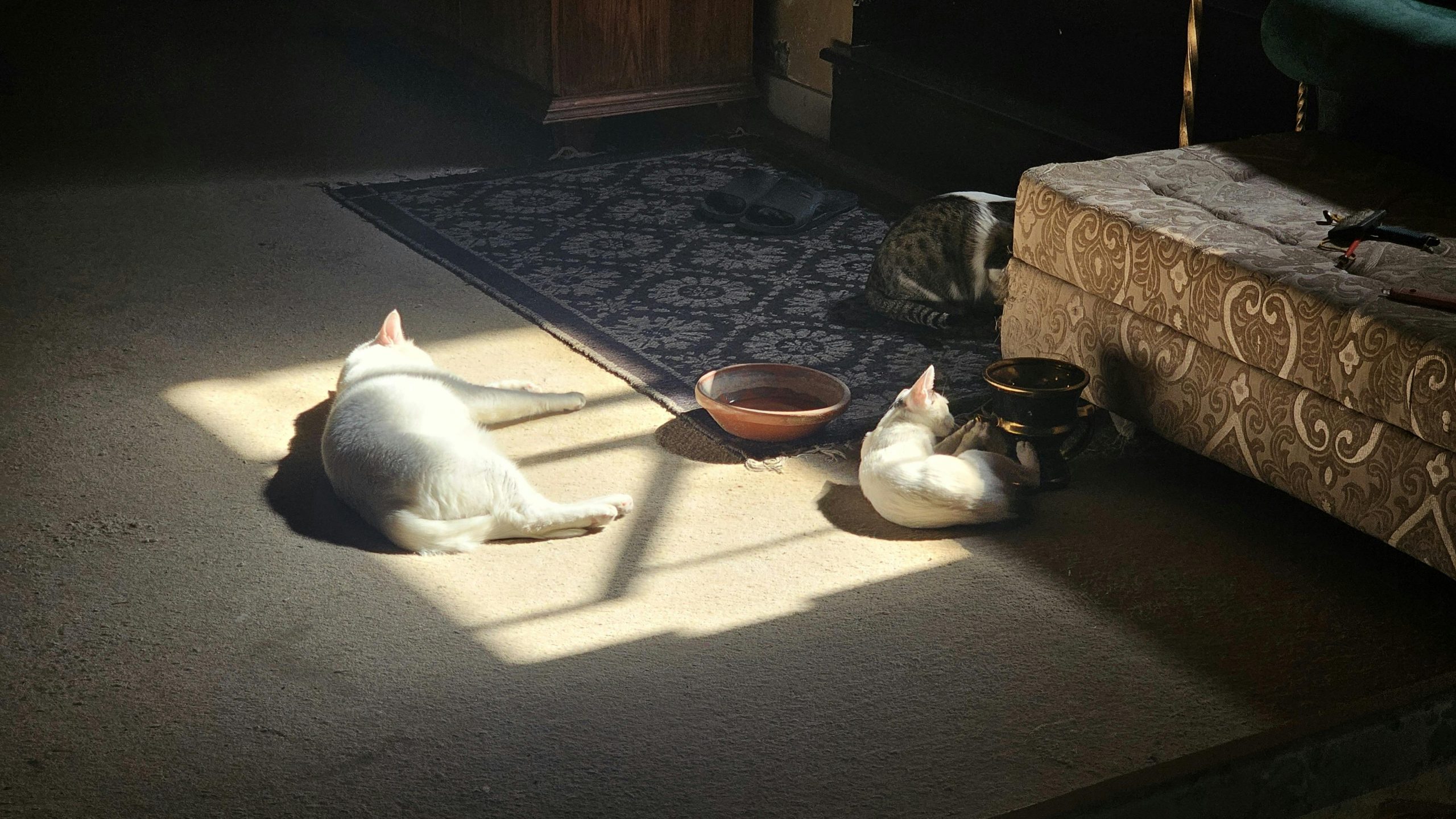 Bugra B. va plăti 10.000 de lire turcești la fiecare trei luni – echivalentul a circa 180 de lire sterline anual. sursa foto pexels