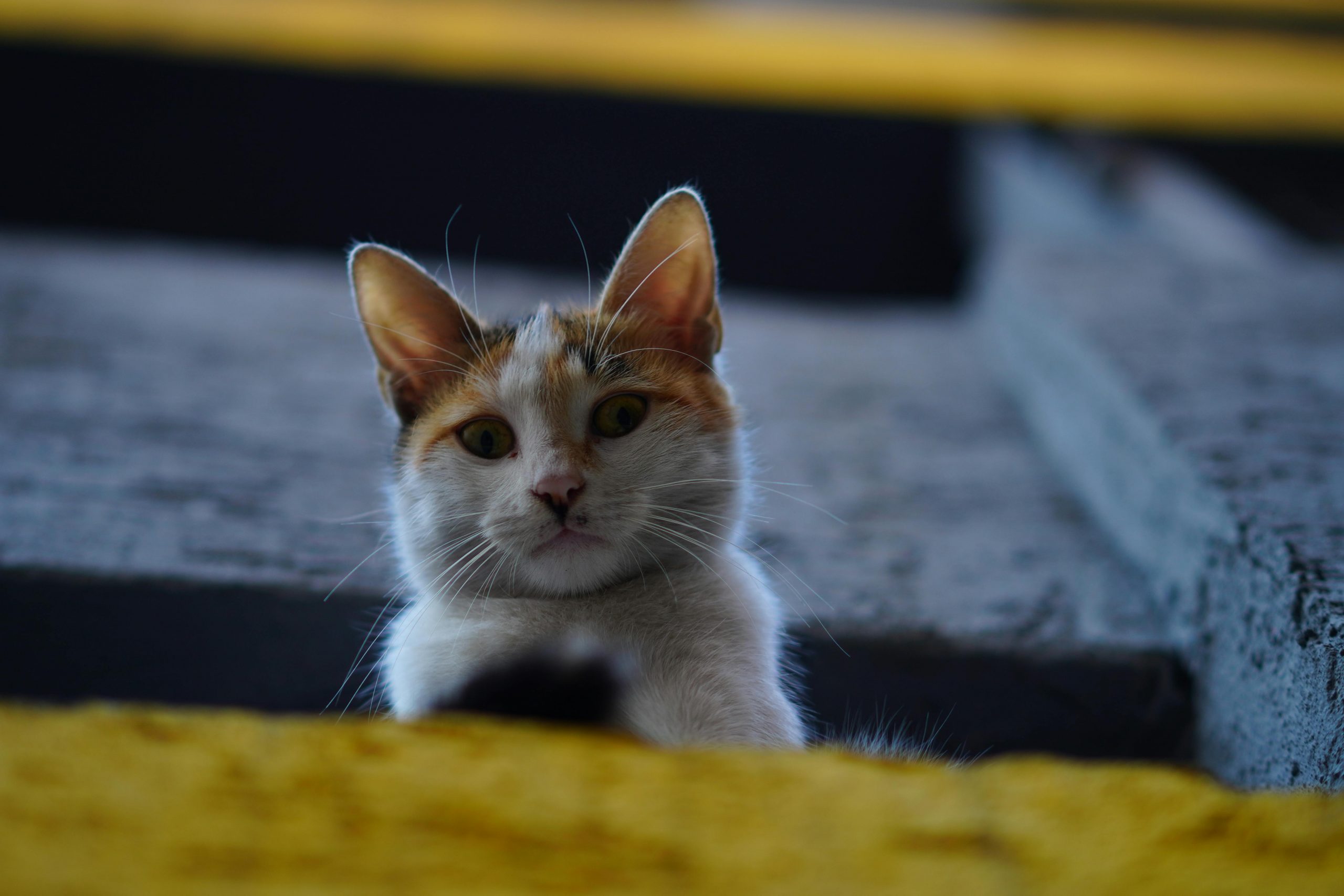 Bărbat din Turcia, obligat să plătească „pensie pentru pisici”. sursa foto pexels