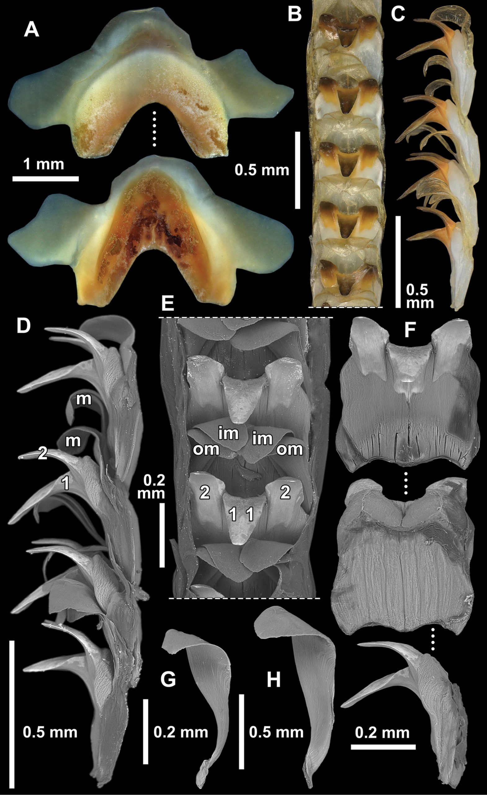 La adâncimea extremă la care molusca se afla, presiunea, temperatura și disponibilitatea hranei diferă radical față de apele de suprafață. sursa foto pexels.com