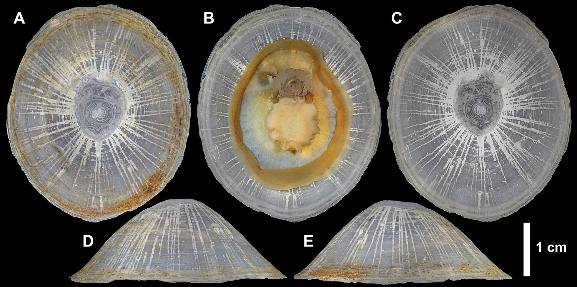 Moluscă marină are o cochilie subțire, albăstruie, și s-a dovedit a fi o specie complet nouă pentru știință. sursa foto Zoosystematics and Evolution