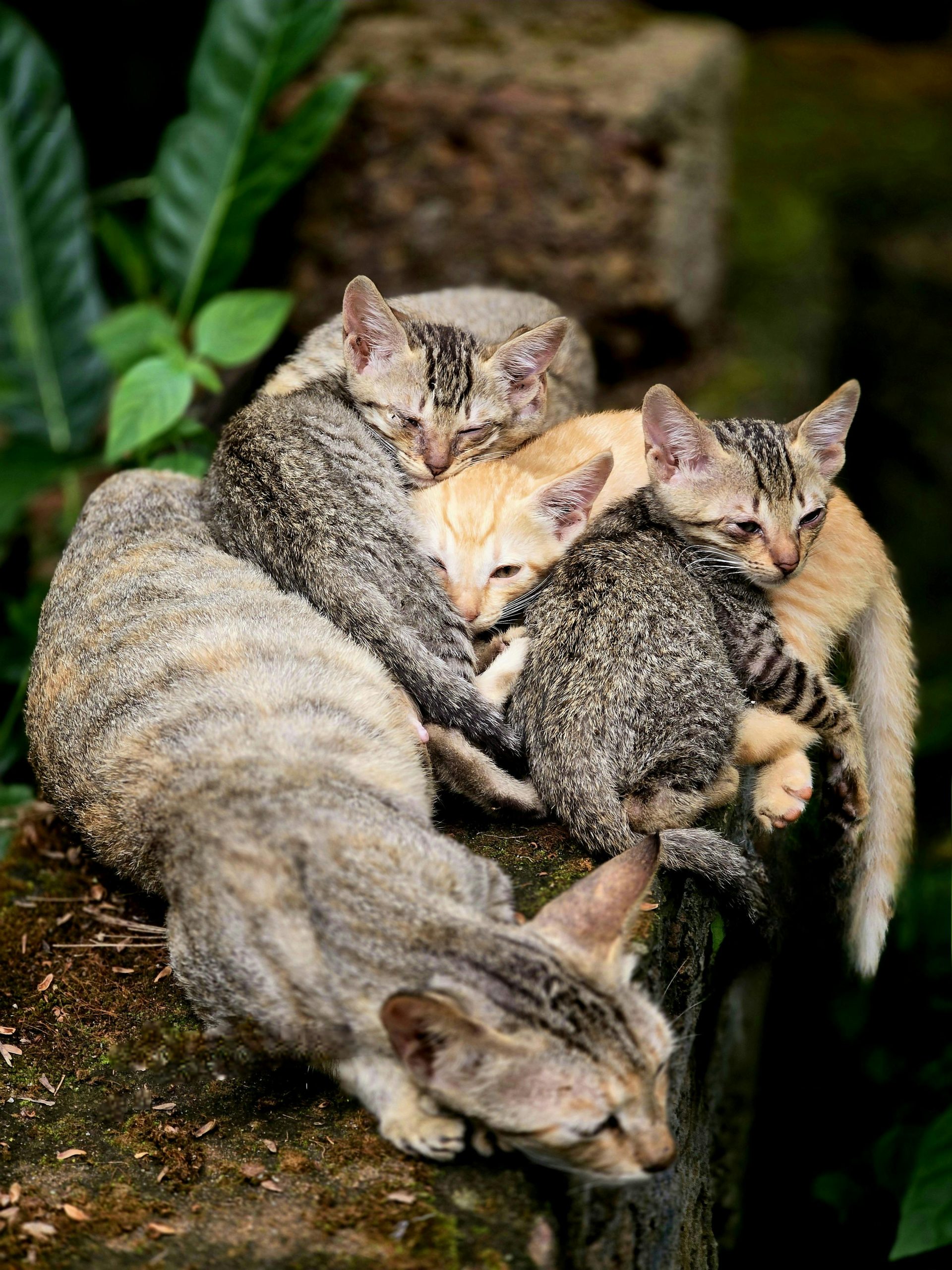 Majoritatea bolilor sunt ușor de prevenit prin igienă, deparazitare și controale veterinare regulate. sursa foto pexels