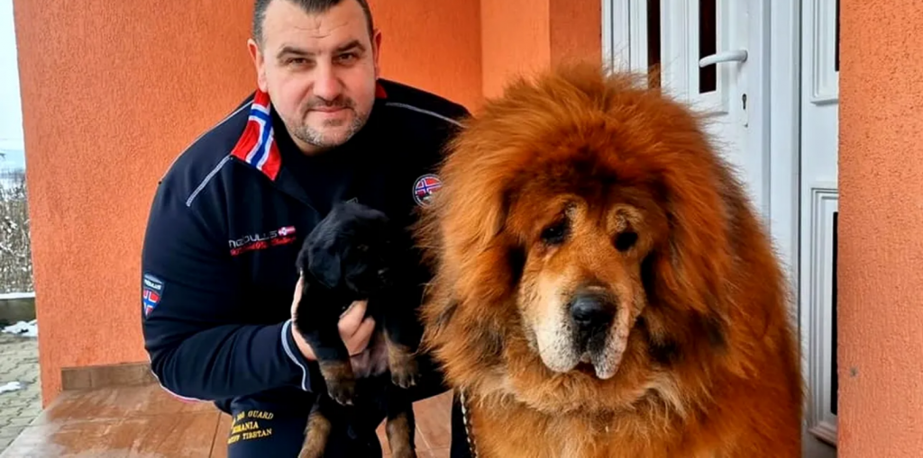 Boss Phantom - cel mai frumos Mastiff Tibetan - Sursa foto Gandul.ro