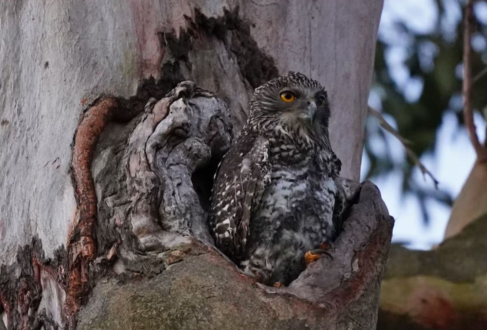 Bufnița puternică, o specie pe cale de dispariție în Australia.
