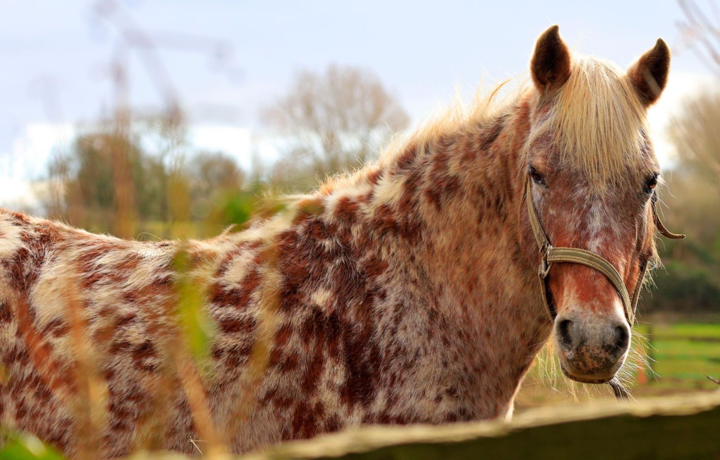 Calul Appaloosa caracteristici, istorie, temperament și probleme de sănătate. sursa foto Profimedia