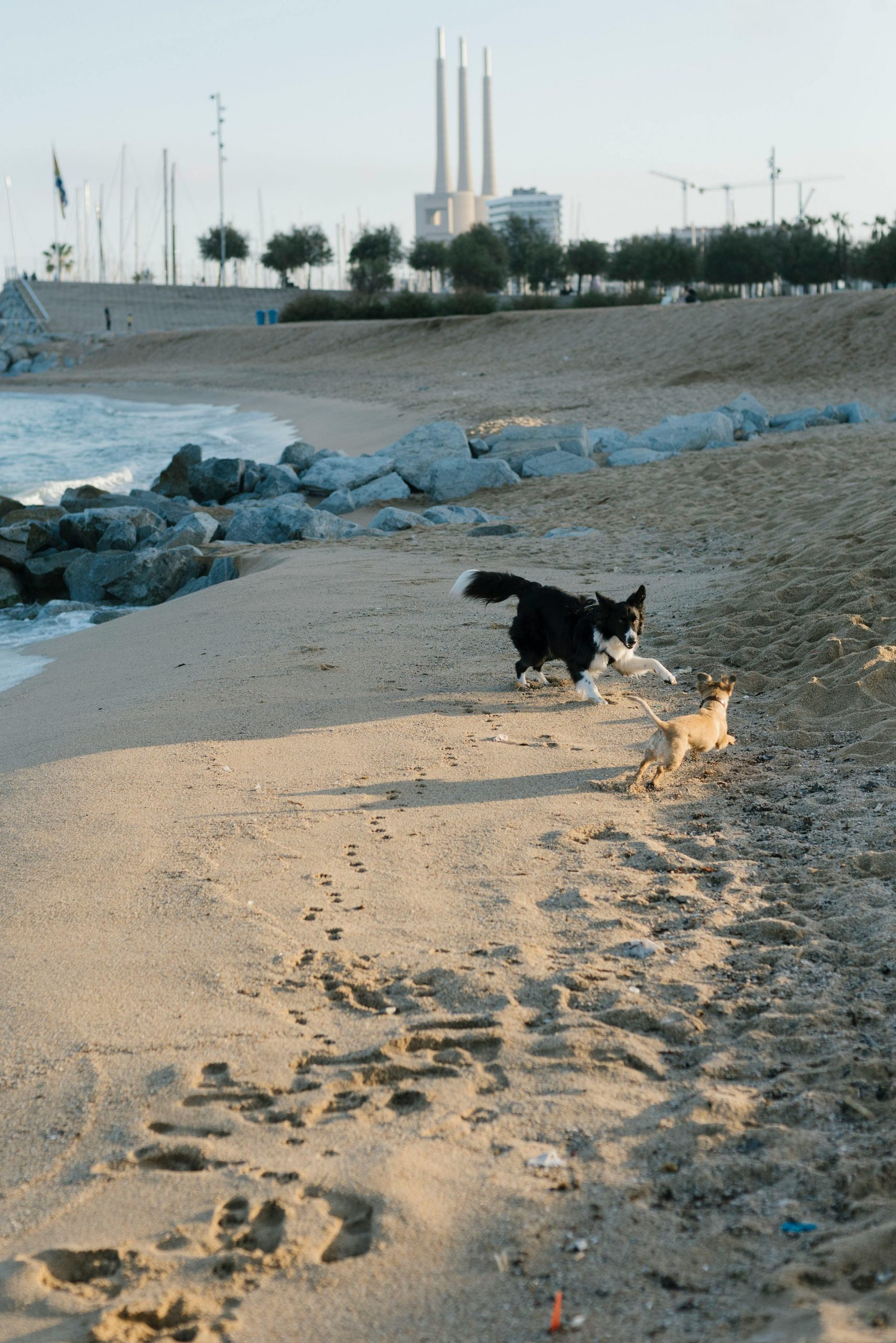 Din 5 ianuarie 2022, câinii, pisicile și alte animale de companie nu mai sunt considerate „obiecte”, ci ființe sensibile, capabile să simtă emoții și durere. sursa foto pexels.com