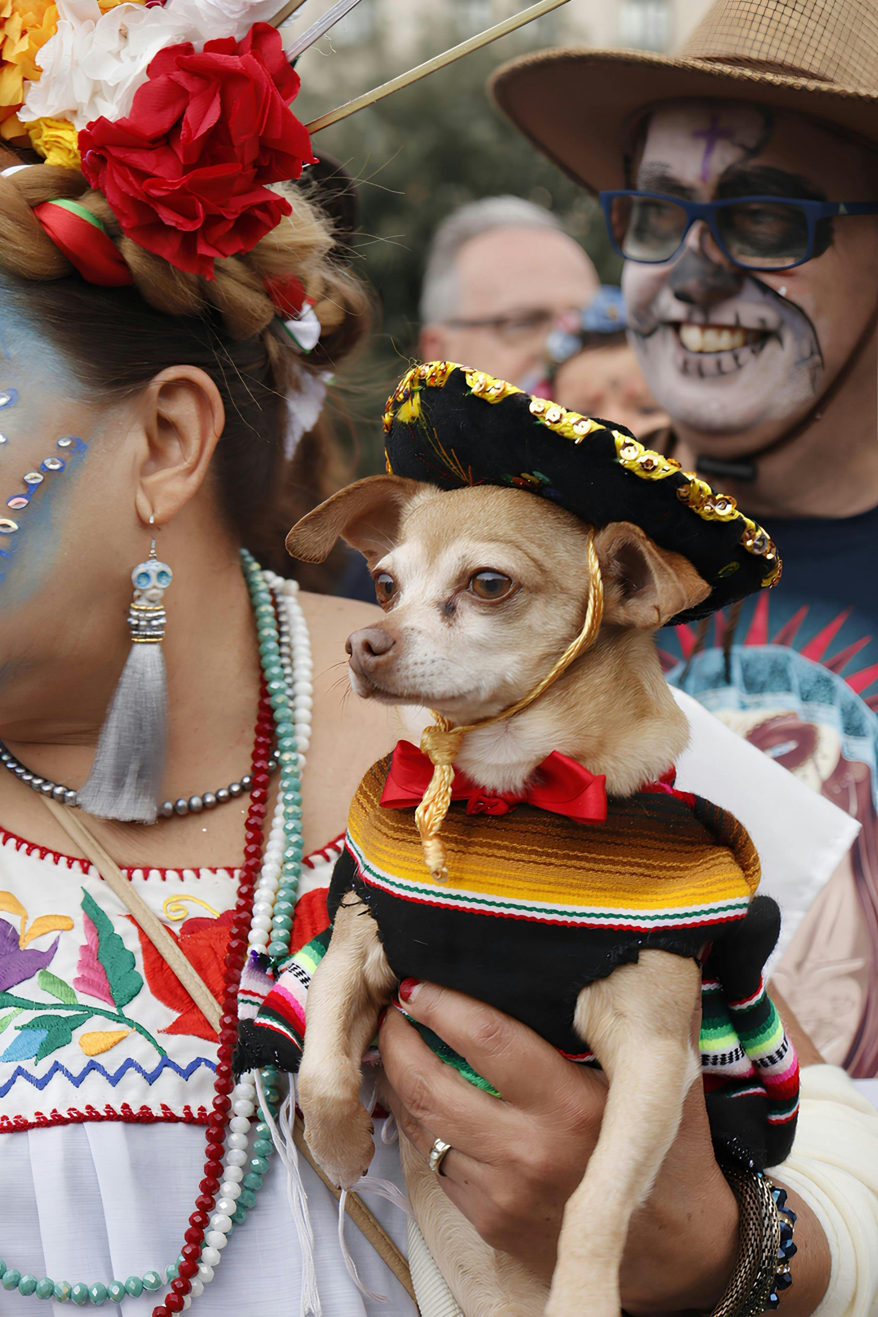 Aici există unele dintre cele mai stricte și interesante legi pentru protecția animalelor din Europa. sursa foto pexels.com