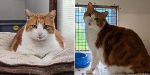 Cel mai gras motan din Anglia: cum a ajuns Big Leo să cântărească dublu față de normalul unei feline?