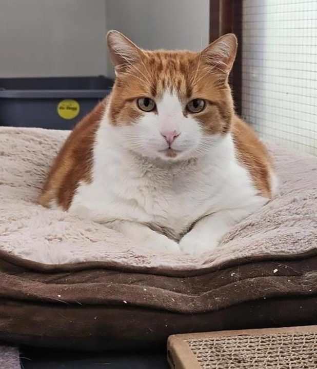 Specialiștii au început imediat un program de dietă controlată și exerciții ușoare, iar rezultatele nu au întârziat să apară. sursa foto Cats Protection