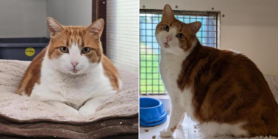 Cel mai gras motan din Anglia. sursa foto Cats Protection