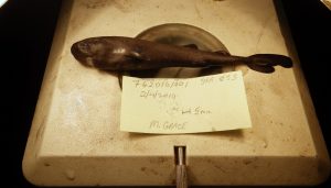 Cel mai mic rechin descoperit în Golful Mexicului are 14 centimetri