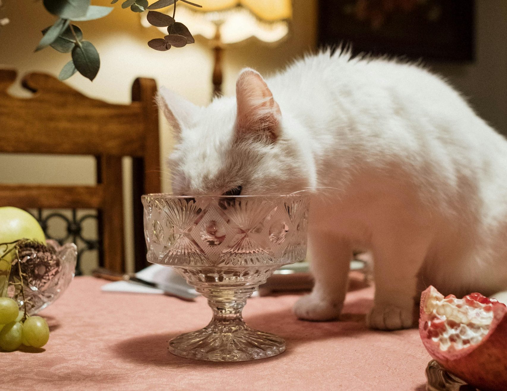 Umanizarea generează singură o creștere anuală de 1,2% a pieței globale pentru produse destinate animalelor. sursa foto pexels