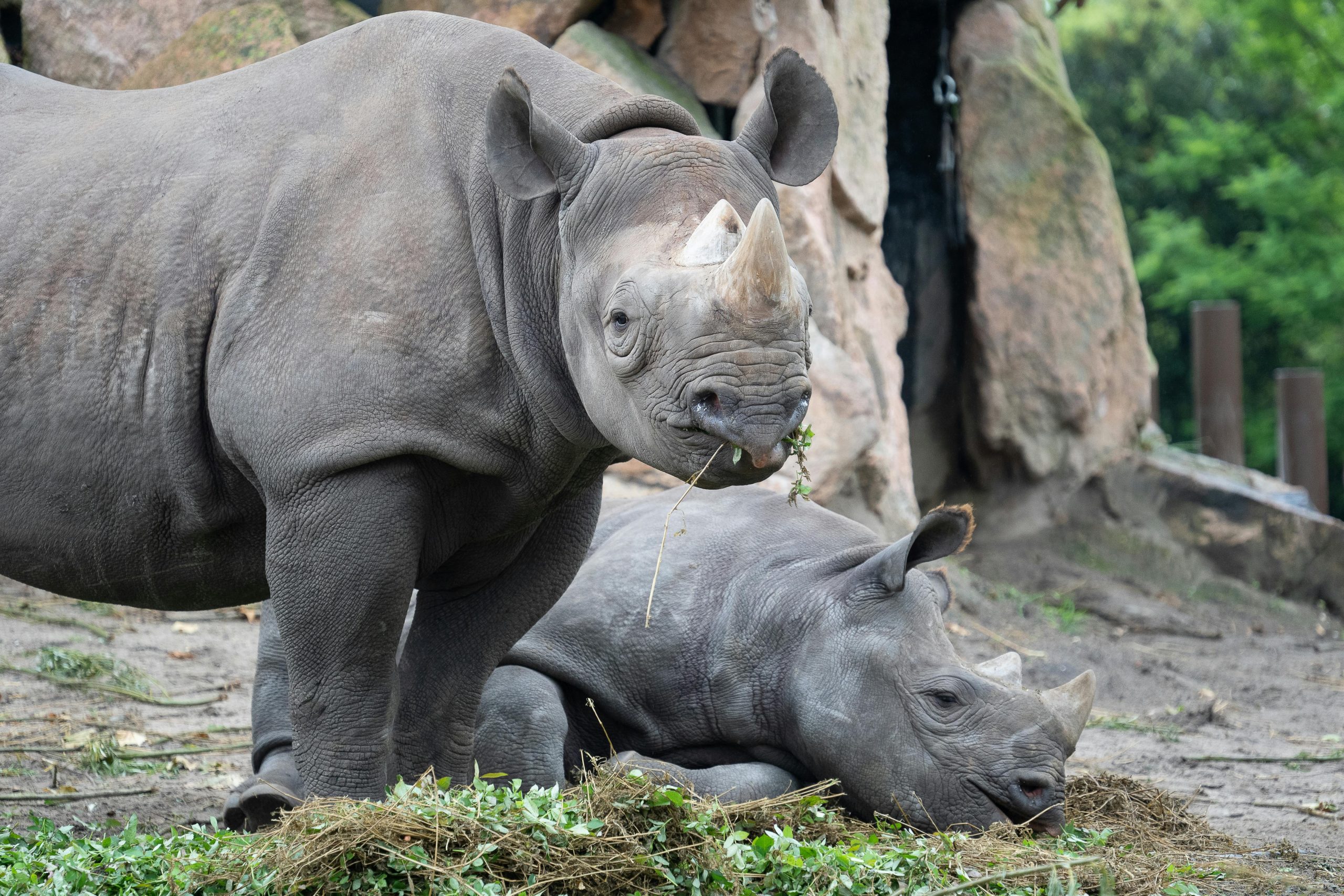 Rinocerii sunt animale periculoase și imprevizibile. sursa foto pexels