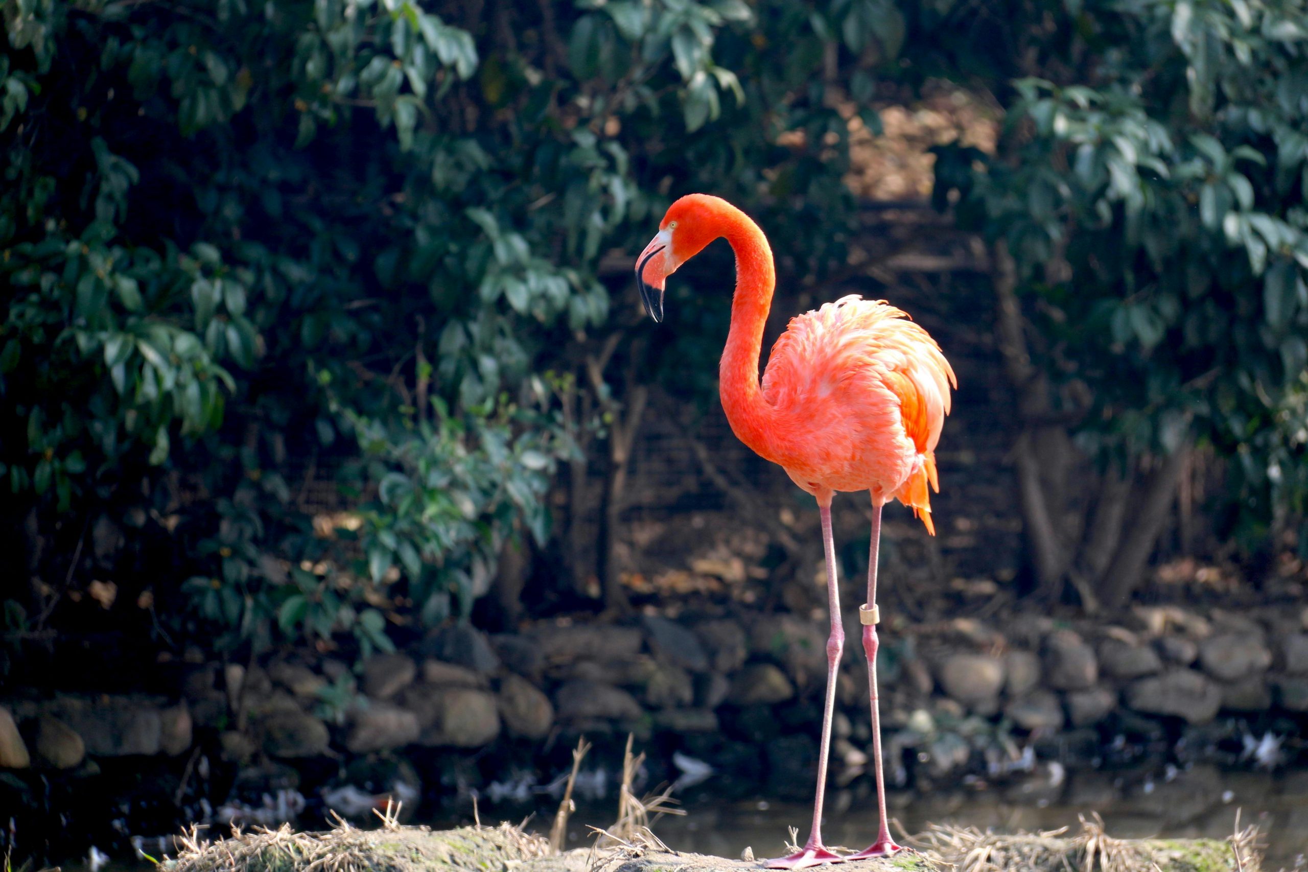Flamingo dispărut dintr-un parc zoologic din Cornwall, văzut în Franța. sursa foto pexels.com