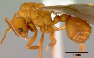 Furnica parazită care face lucrătoarele să-și ucidă propria regină: descoperirea care schimbă cum înțelegem societățile animale