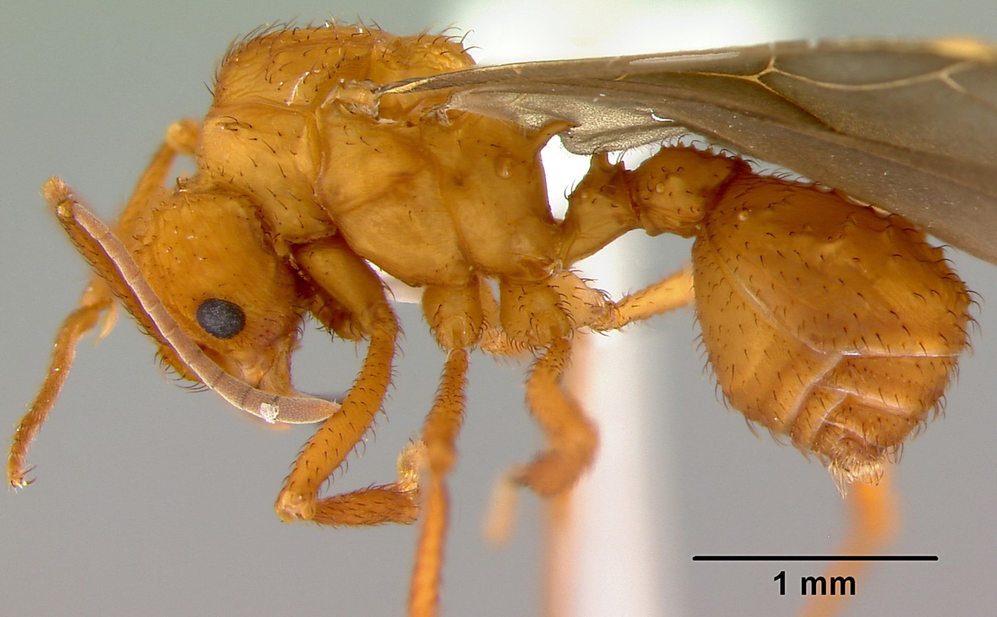 Furnica parazită care își face lucrătoarele să-și ucidă propria regină. sursa foto Profimedia