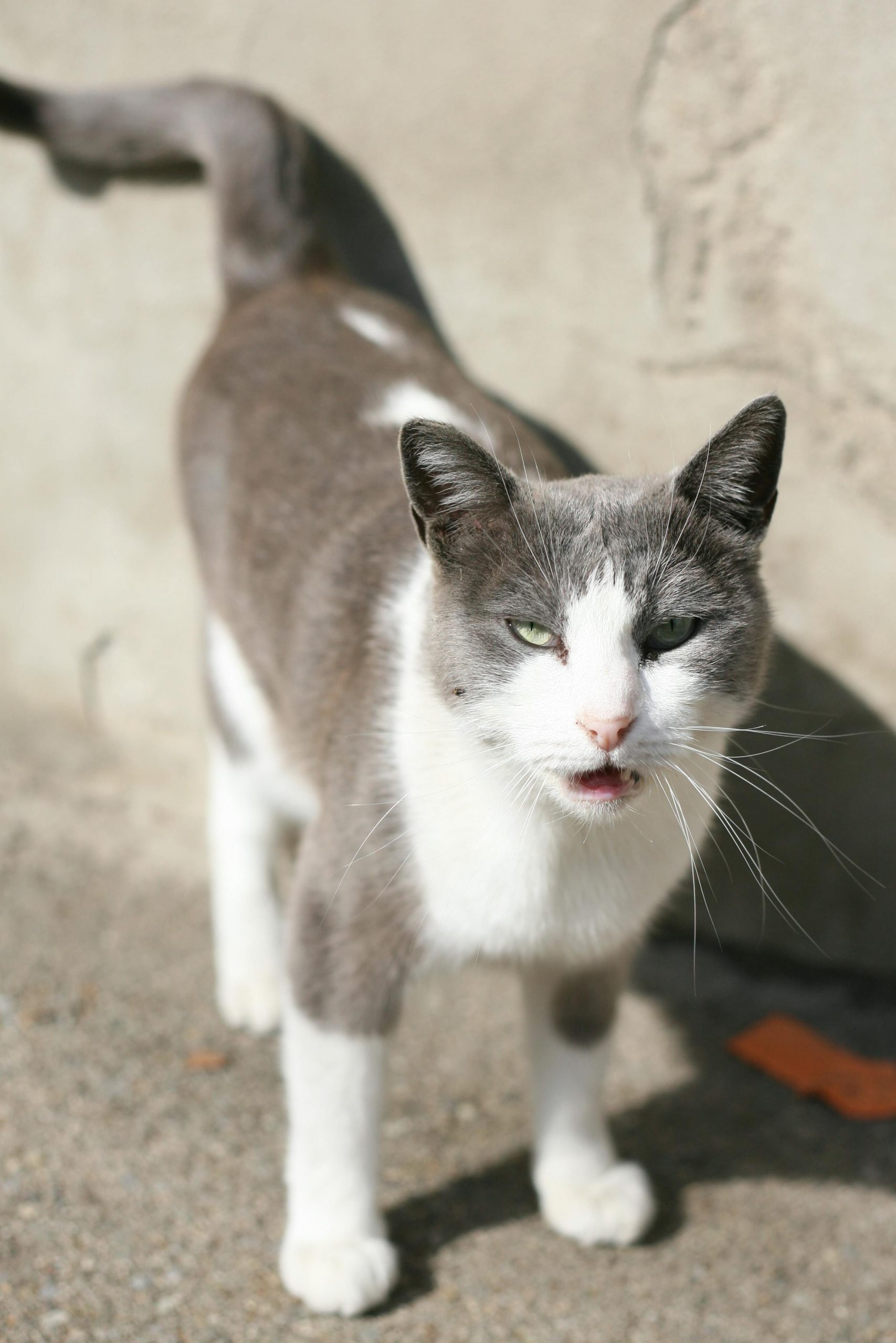 Pisicile sunt experte în a-și ascunde durerea, iar semnele sunt adesea subtile, confundate cu procesul natural de îmbătrânire. sursa foto pexels.com