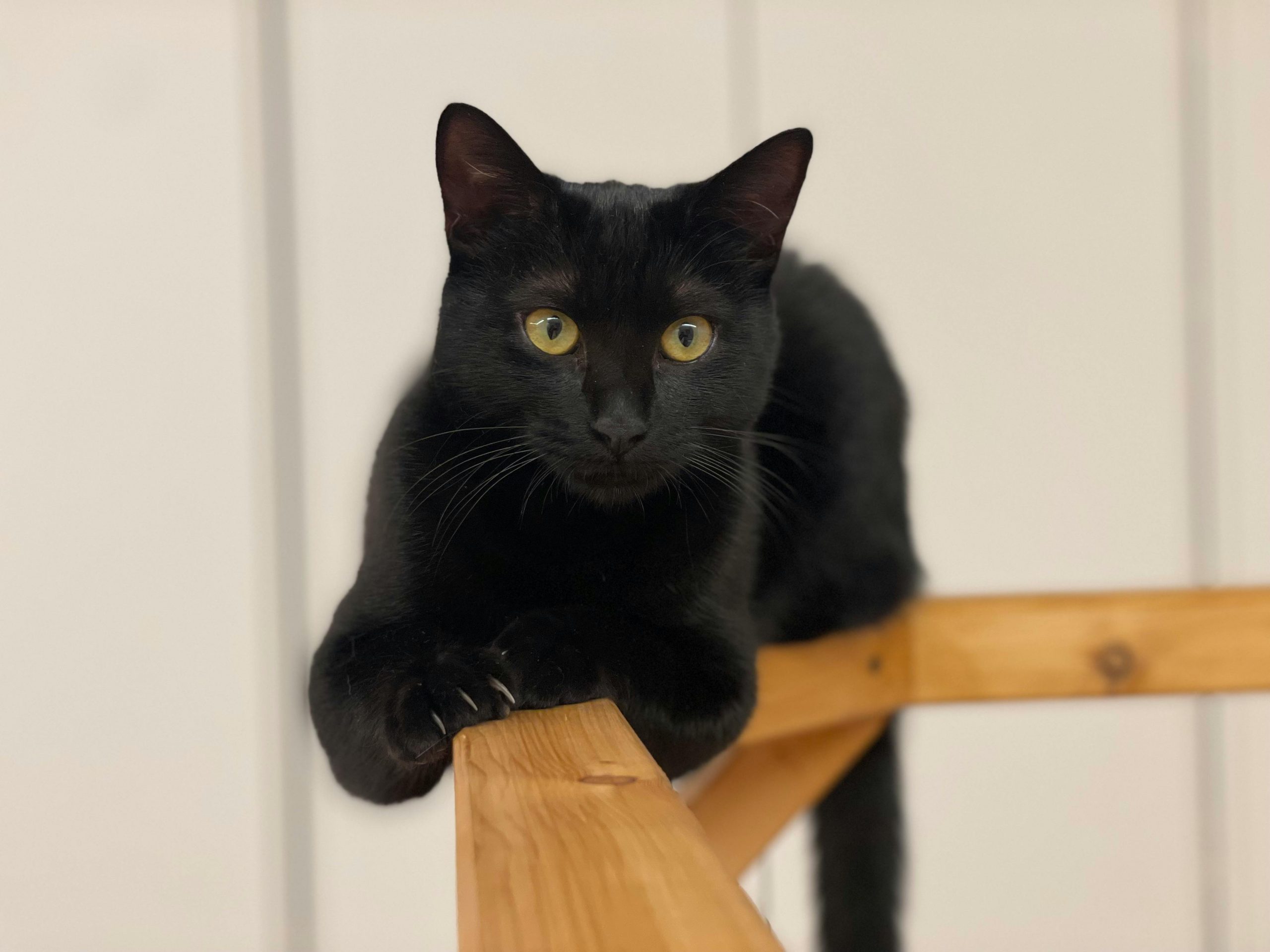 Identificarea durerii la pisici: cum pot fi recunoscute semnele subtile de suferință