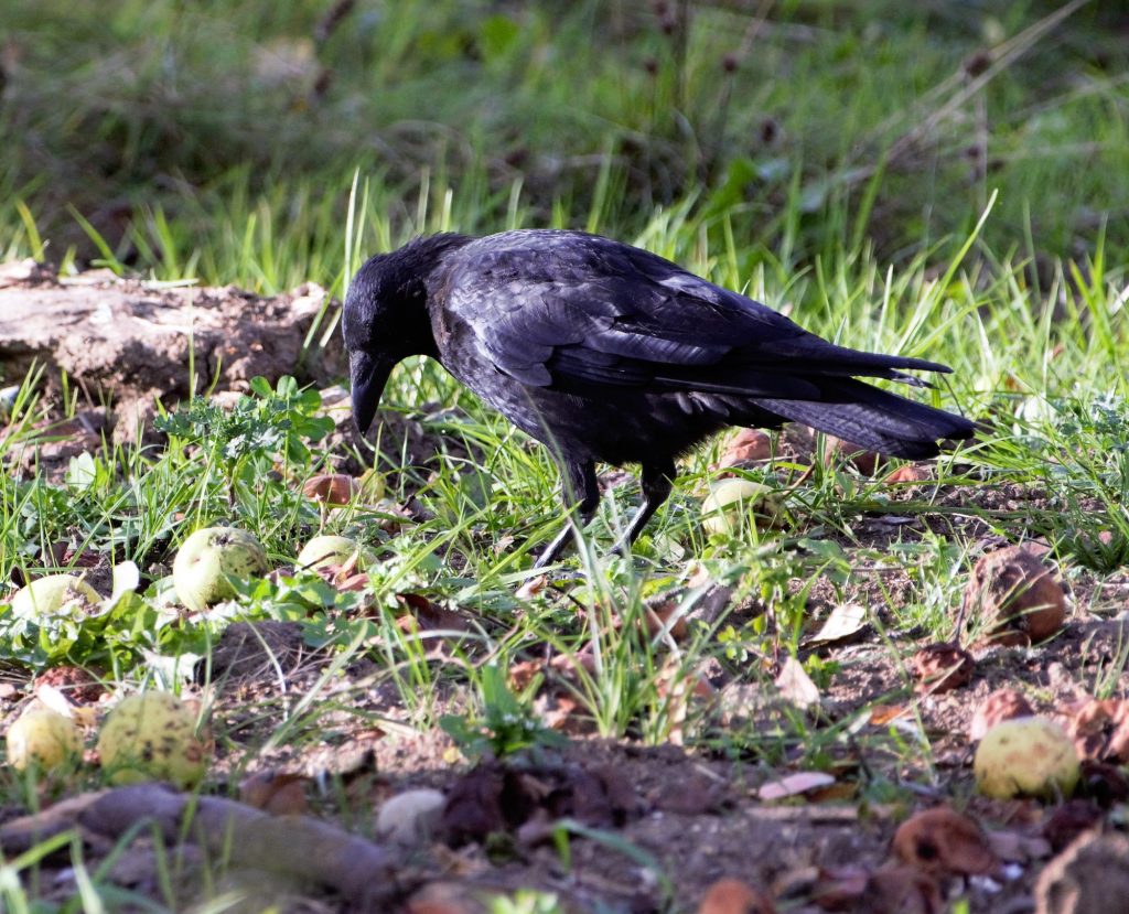 Ciorile isi plang mortii - Sursa foto: Freepik.com