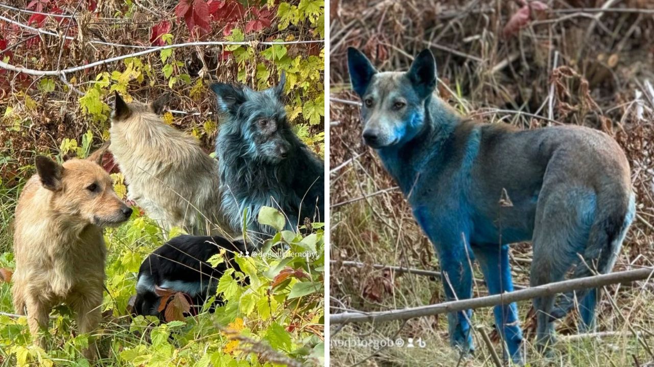 Misterul câinilor albaștri de la Cernobîl ar putea fi, în sfârșit, elucidat. sursa foto Dogs of Cernobyl