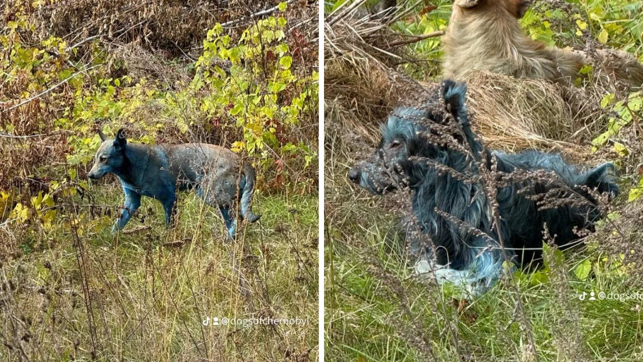 În timpul campaniilor de sterilizare, echipa folosește markere colorate temporare (verzi, roșii, albastre sau mov) pentru a identifica animalele operate. sursa foto Dogs of Cernobyl