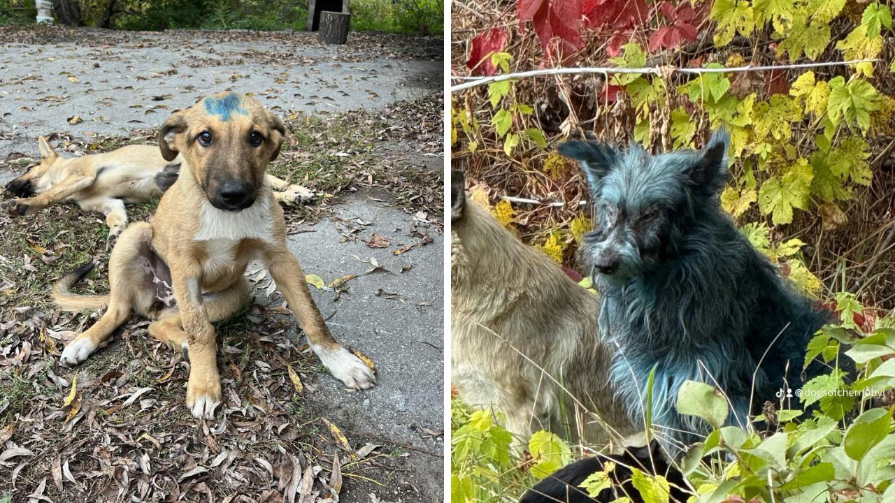 Nexistă dovezi că blana albastră a câinilor are vreo legătură cu radiațiile. sursa foto pexels.com