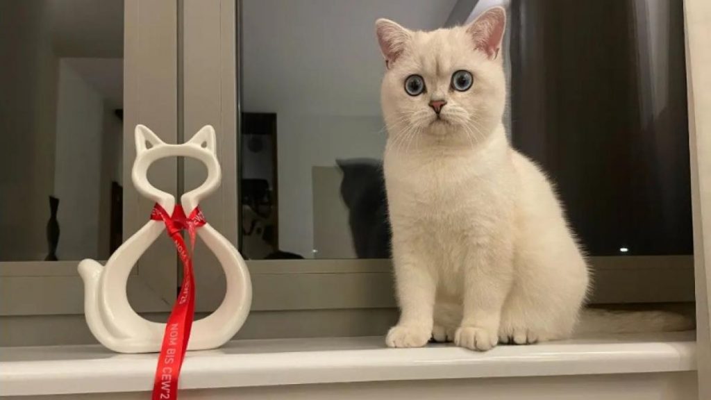 Nexus, cel mai frumos motan din Europa, Foto: Instagram