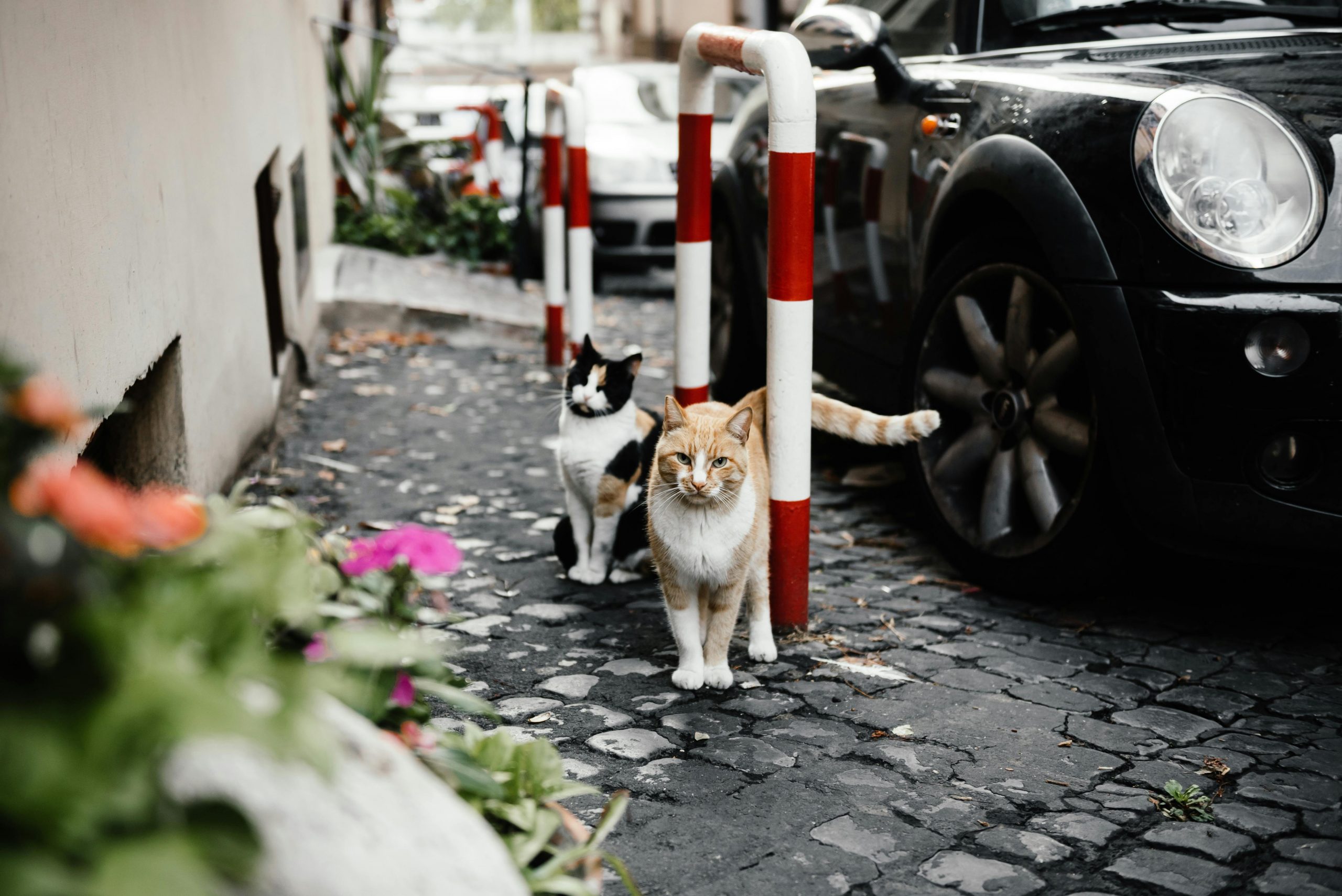Numărul pisicilor fără stăpân continuă să crească pe străzile oraşelor mari din România. sursa foto pexels.com