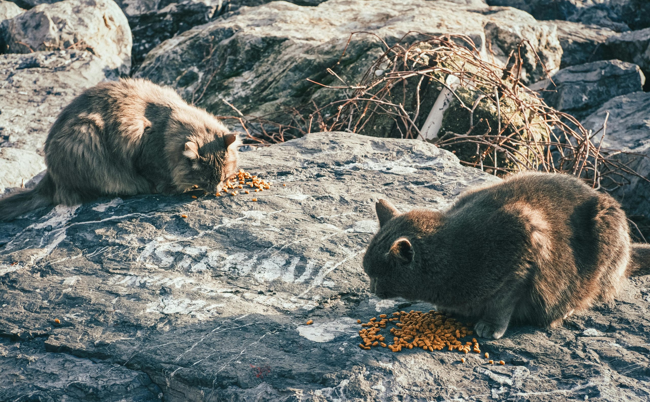 La malul mării, pisicile comunitare s-au integrat deja în peisajul urban. sursa foto pexels.com
