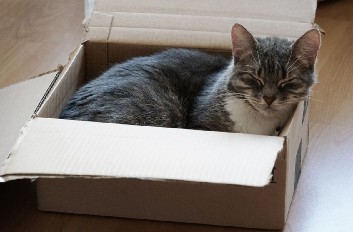 Întâmplare cu final fericit! O pisică a ajuns într-un colet și trimisă prin curier. Cum a fost posibil?