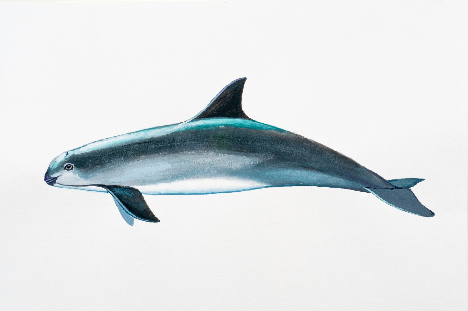 Observări rare ale vaquitei, cel mai periclitat mamifer marin. sursa foto Profimedia