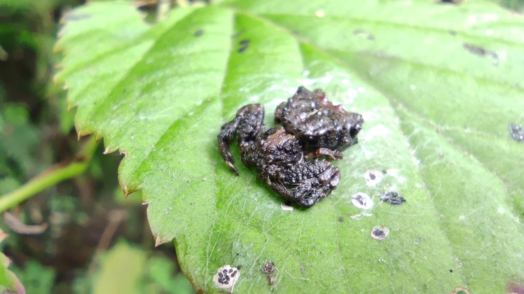 Păianjenii care se apără de prădători cu... excremente de pasăre. sursa foto Profimedia