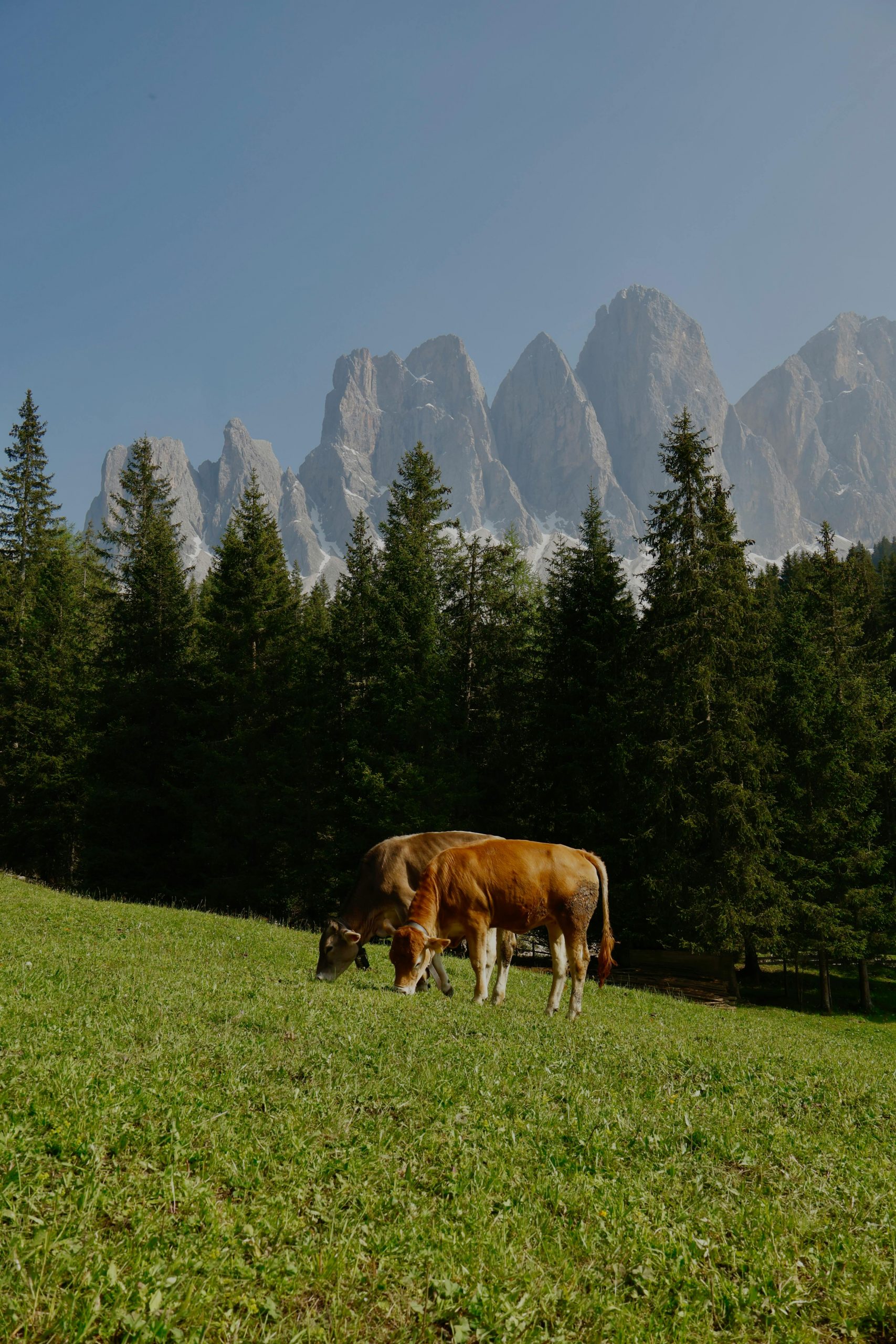Chiar cu practici optime, potențialul de stocare al pajiștilor este limitat și nu poate anula complet amprenta de carbon a creșterii bovinelor. sursa foto pexels.com
