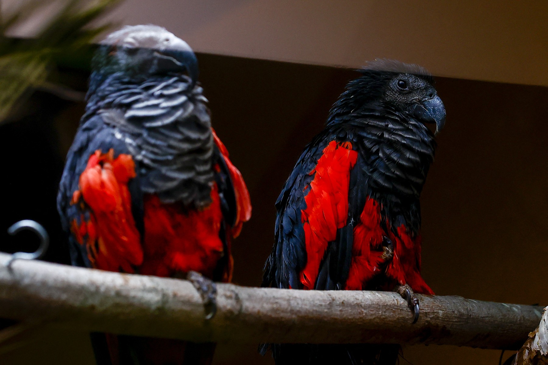 Papagalul Dracula și adevărul din spatele numelui său înfricoșător. Sursa foto Profimedia