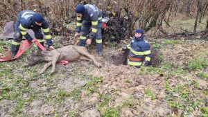 Pompierii au salvat un vițel căzut într-o groapă la Vălenii de Munte