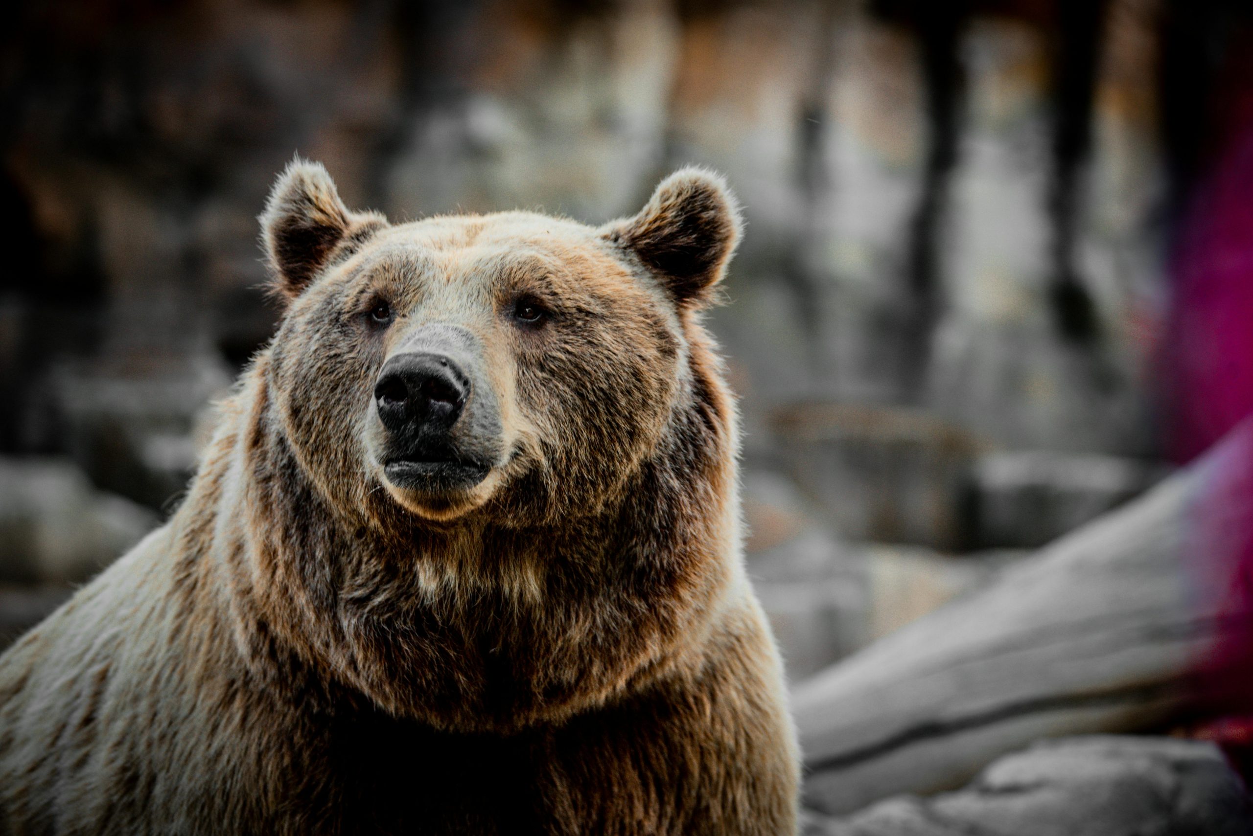 Populația de urși bruni în România: peste 10.400 de exemplare în 2025. sursa foto pexels