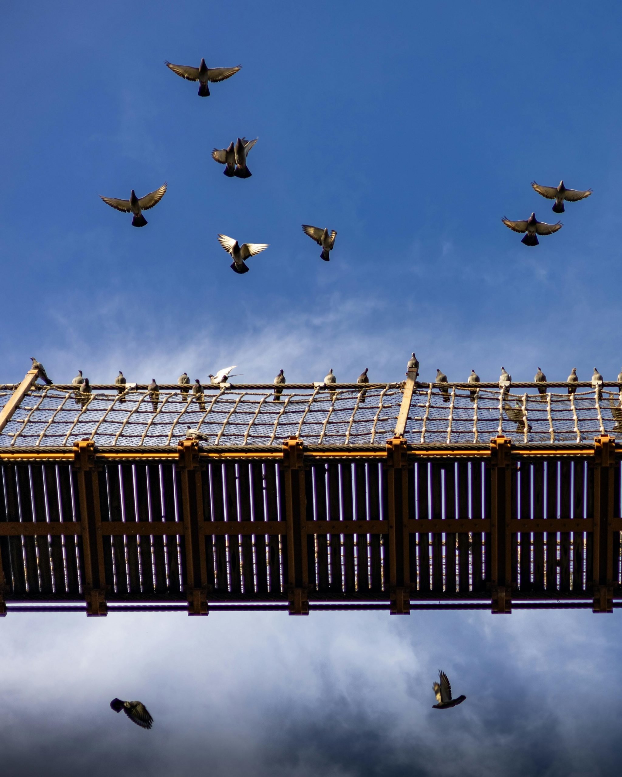 În 1882, zoologul Camille Viguier sugera că păsările și alte vertebrate se pot orienta cu ajutorul câmpului magnetic al Pământului. sursa foto pexels