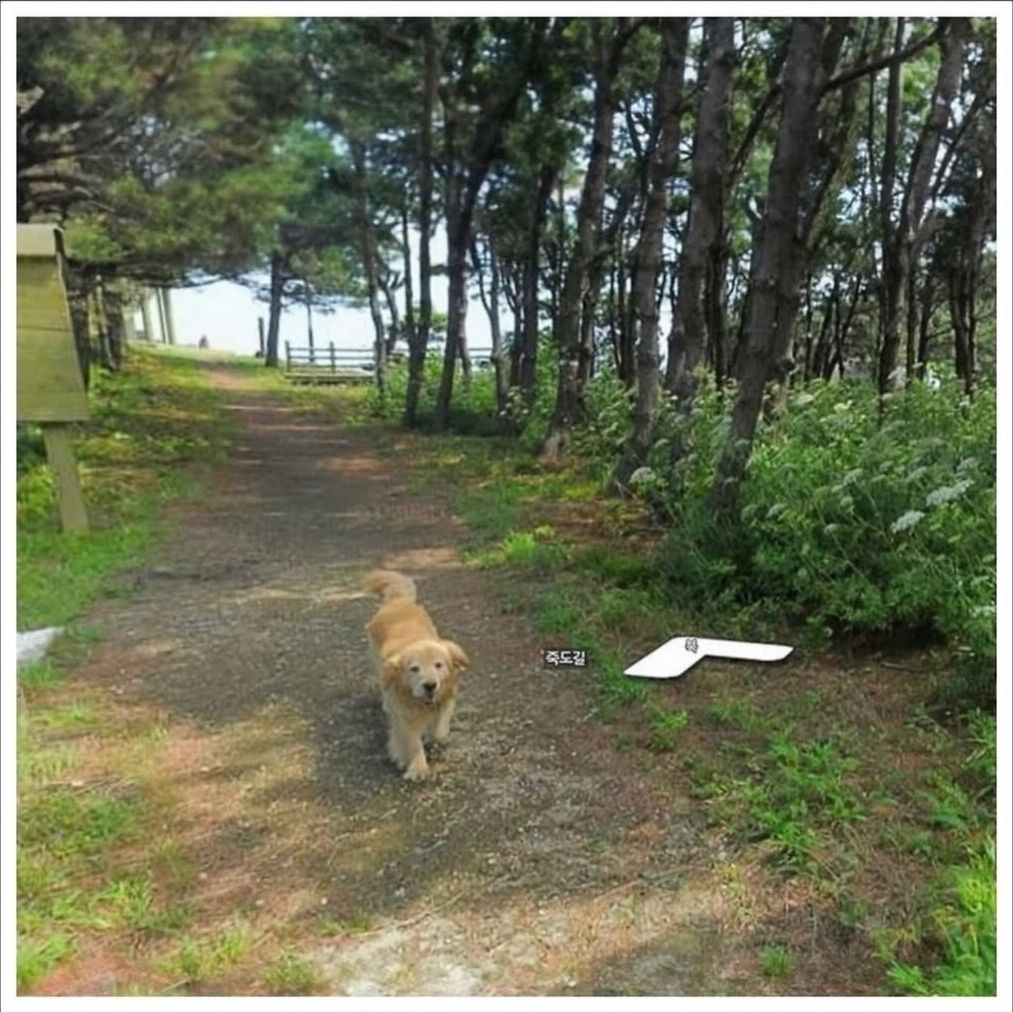 Un golden retriever adorabil a cucerit internetul după ce a urmărit fotograful aplicației celebre pe toată insula Jukdo! sursa foto Google Maps