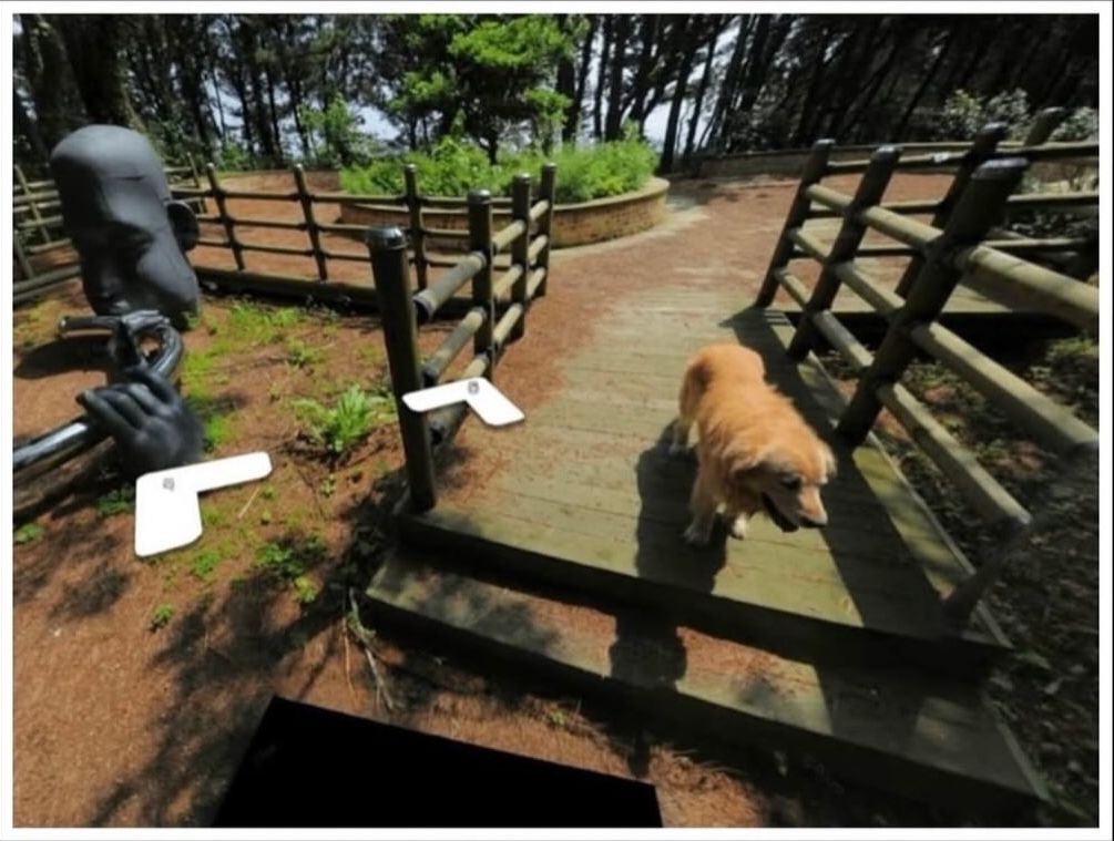 Cățelul, un golden retriever extrem de prietenos, pare că l-a însoțit pas cu pas pe fotograful. sursa foto Google Maps