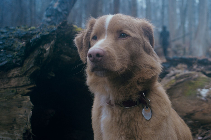 Primul câine nominalizat la Astra Awards 2025. sursa foto captură The Good Boy