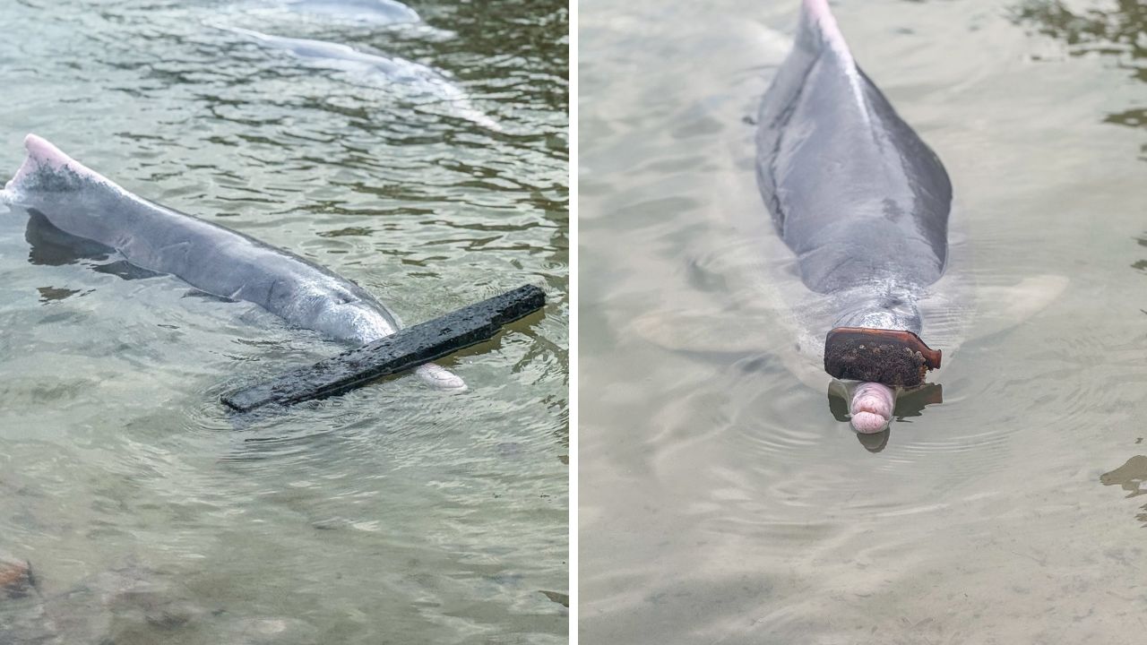 Delfinii din Tin Can Bay, Australia, veneau tot mai des la suprafață. sursa foto Facebook