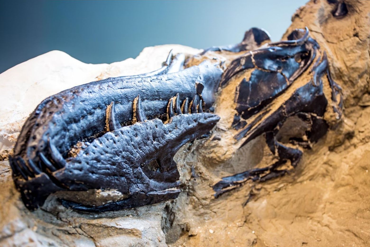 Studiu revoluționar: misterul „nanotyrannus” a fost rezolvat! sursa foto North Carolina Museum of Natural Sciences